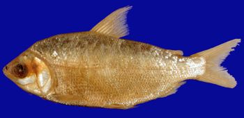 Media type: image; Ichthyology 20340
